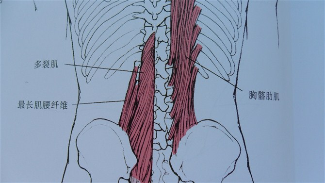 髂腰肌的解剖和功能及手法(超清彩图)